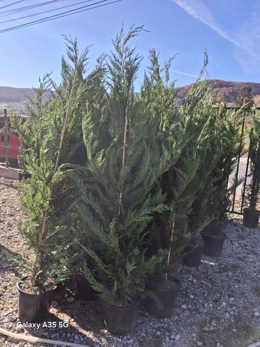 Vând tuia leylandii și plante ornamentale la oferta
