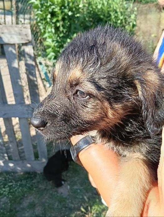 Подарявам Кученца