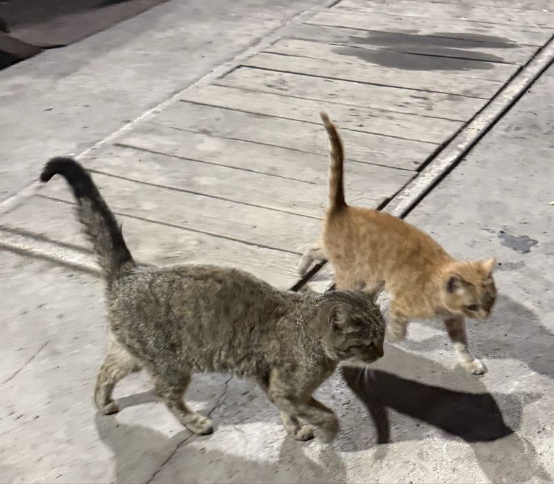 Бесплатно  Котенки   отдам