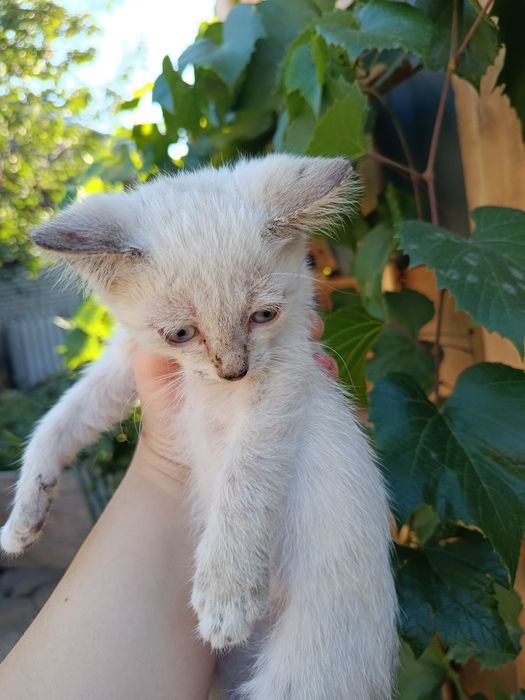 Отдам котят в добрые руки