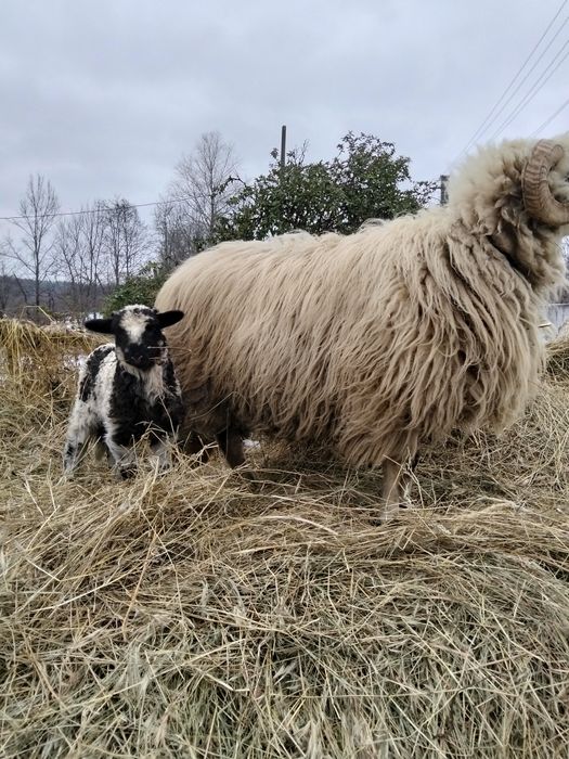 Schimb berbec cu douo oii