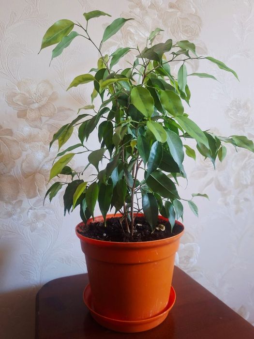 Продам фикус каучуконосный