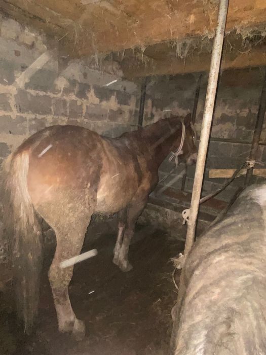 Продам жеребца 4 года