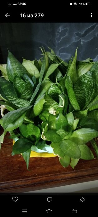 Продам цветы комнатные