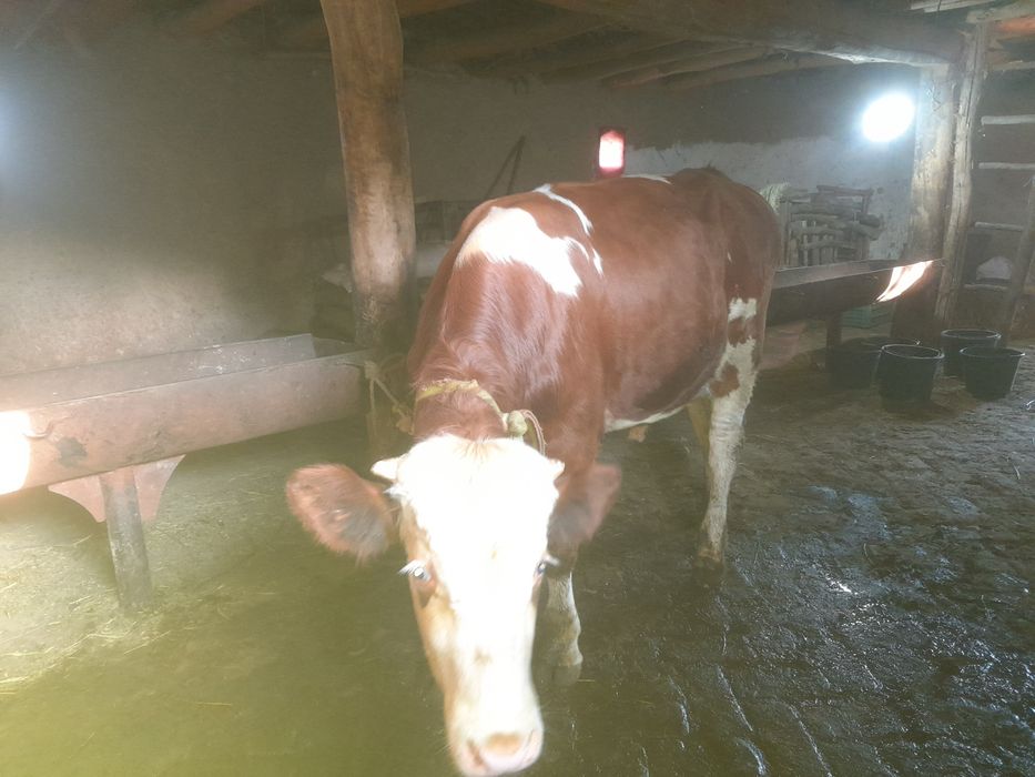 Симментал бука 10 ойлик 130 буйи Simmental buqa 10 oylik 130 sm