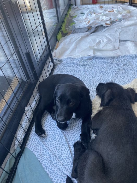 Donez 3 pui de catel