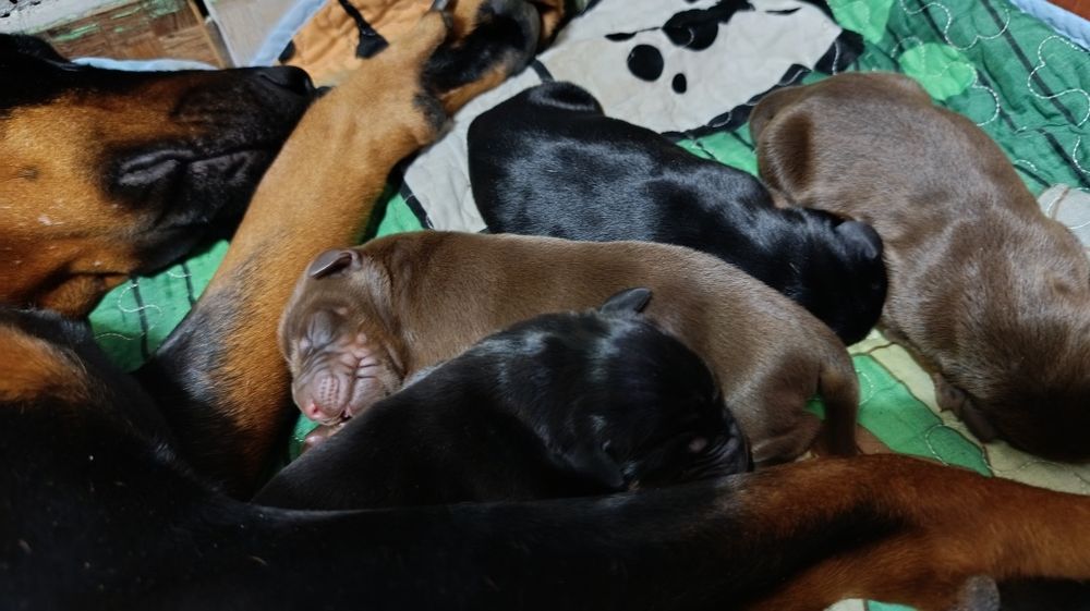 Щенки добермана Шымкент