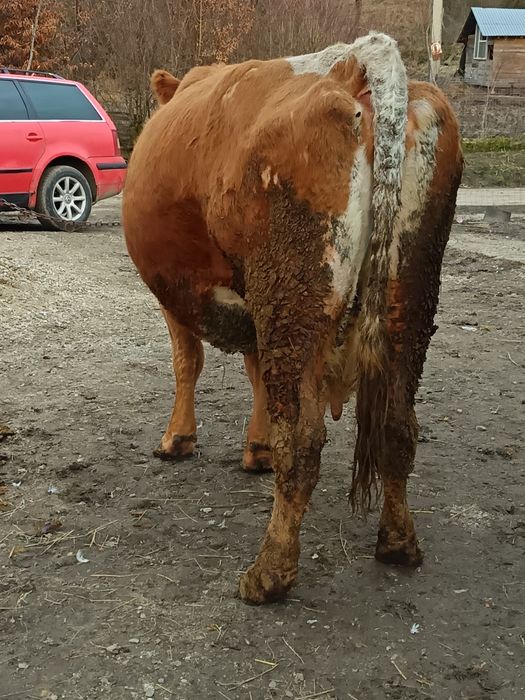 De vânzare vacă gestantă