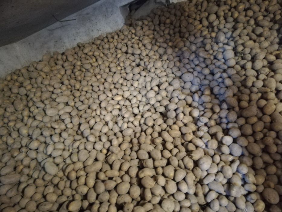 Cartofi de consum și de sămânță