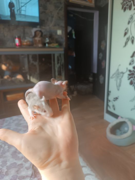 Крысята Даблики ручные