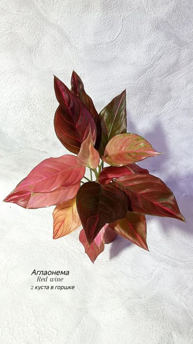 Аглаонемы (взрослые), от 2500 тг
