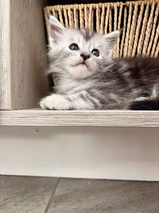 Maine coon cu pedigree