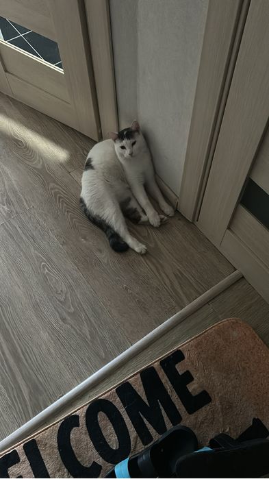 Отдам кошек в добрые руки