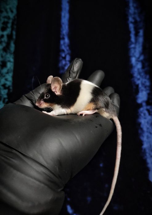 Декоративные мышки