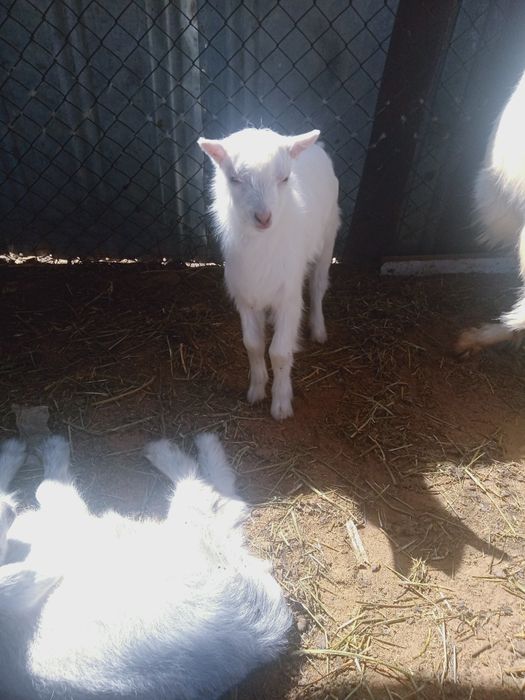 Продается дойная коза