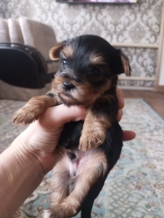 Йоркширский терьер