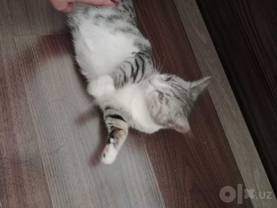Отдам в хорошие руки