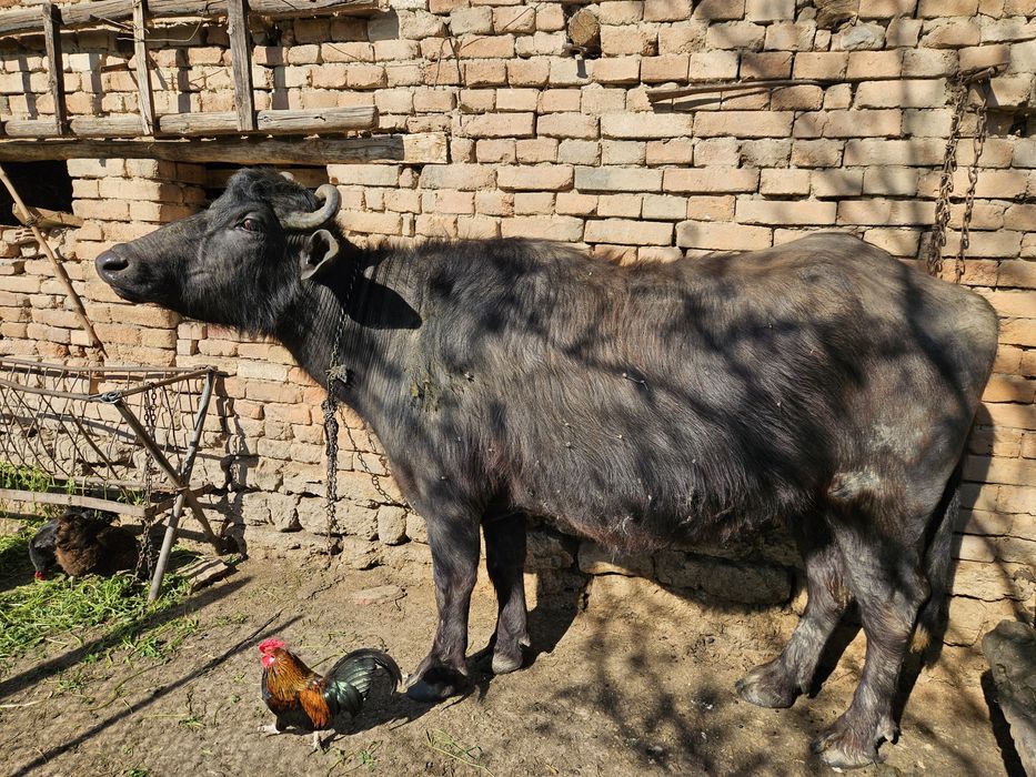 БИВОЛИЦА, на второ теле, на 8 месеца заплодена.