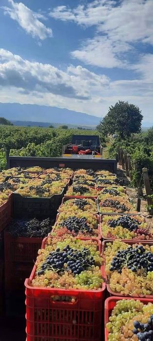 Vină struguri de vin
