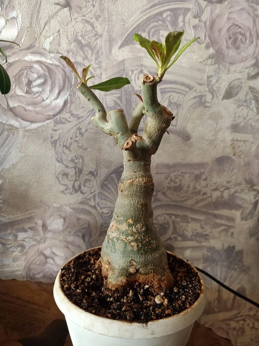 Комнатные цветы, адениум