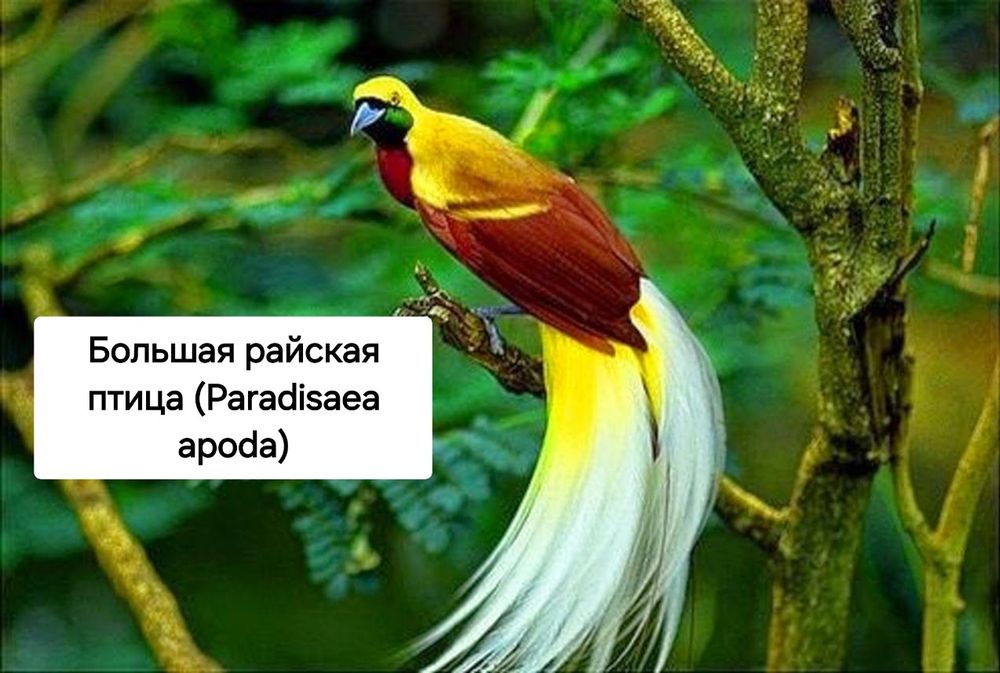Райская птица разные породи