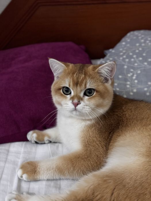 Золотая Шиншила на вязку (опытный) tg:zafaking