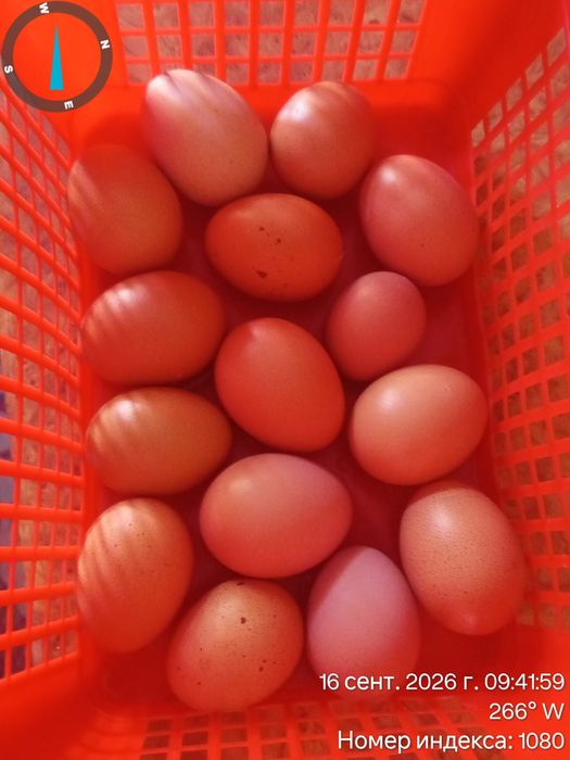 Срочно Продам Несушки Ломан Браун