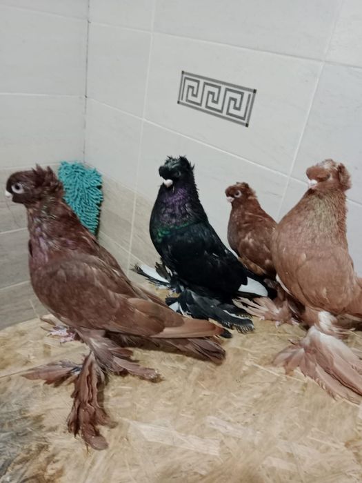 Продам   голубей