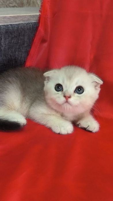 Продам котят вислоушек