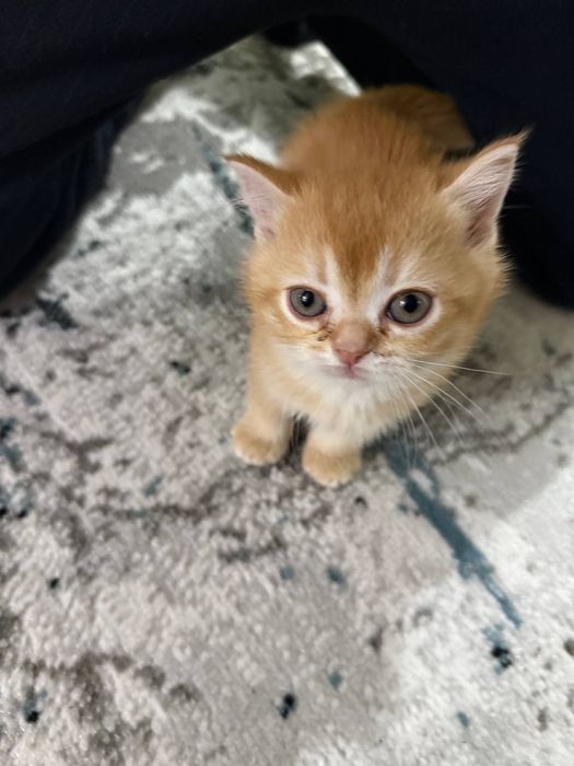 Scotish straight, Skotsh strayt