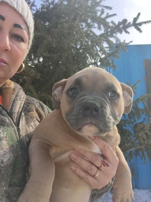 американский булли