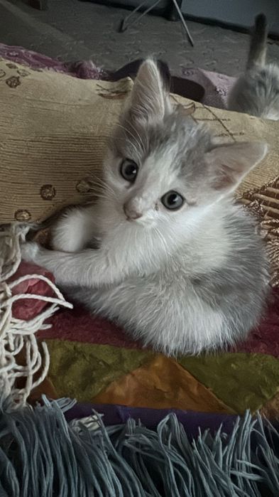 Котята в Хорошие Руки!