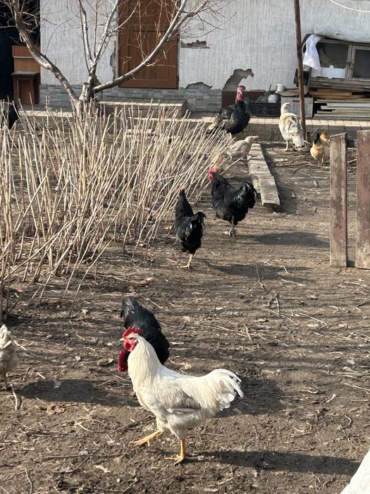 Петухи продам на племя