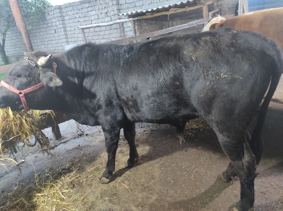 Assalomu aleykum qurbonlik ucun xalol pokiza  boqilgan mol qoylarimiza