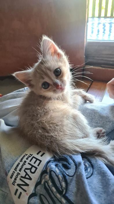 Отдаю милых котят