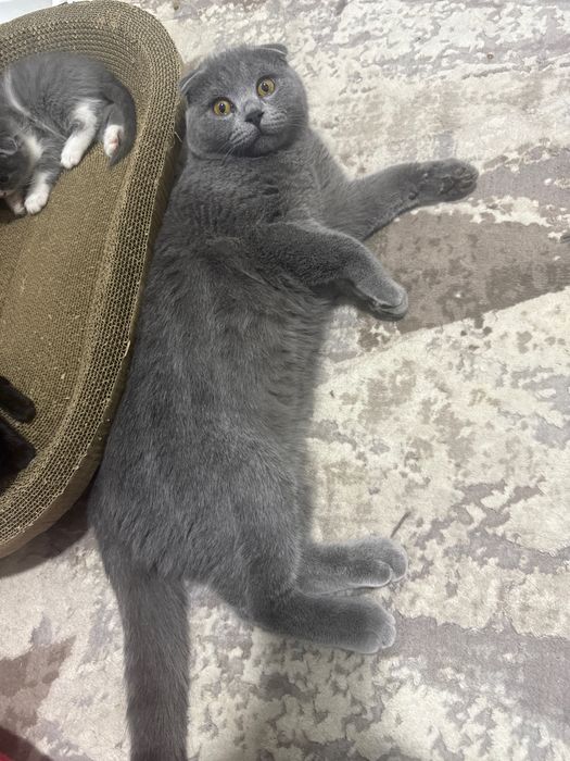 Кошечка 7 месячная мальчик пародистая