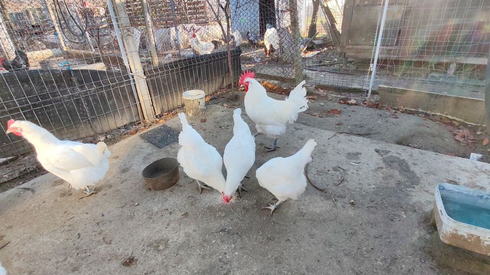 Familie La Bresse si cocoși