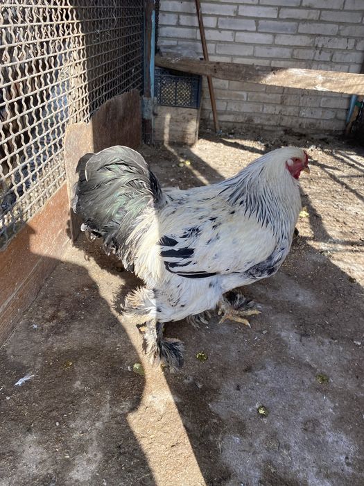 Брам годовалый петух продается