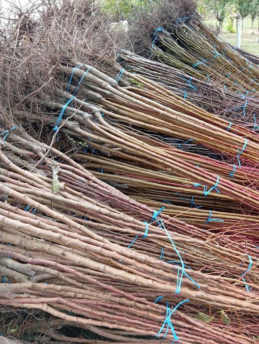 Avem pomii fructiferi și butași vita de vie de calitate preț de produc