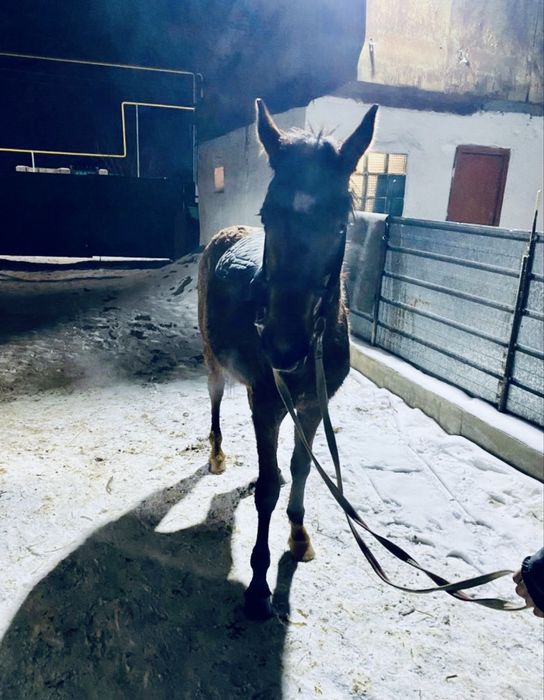 Тай жеребец.