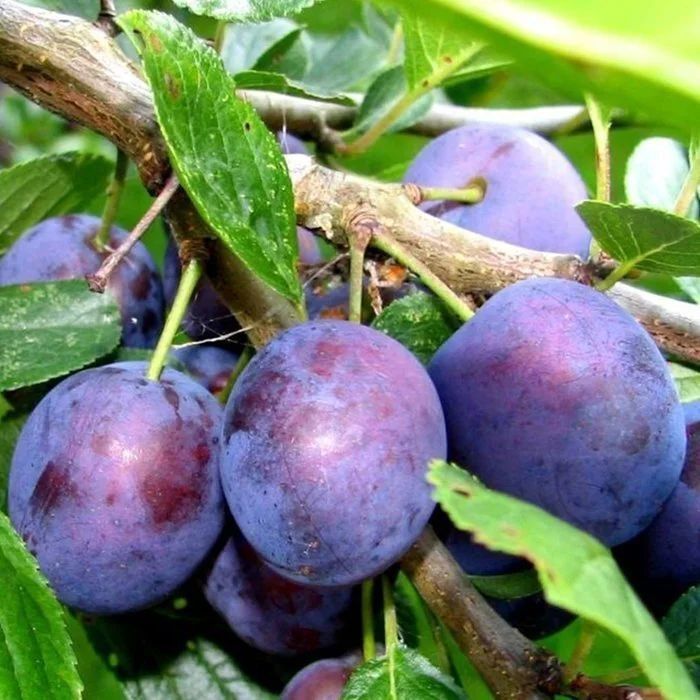 Продам местные  саженцы сливы