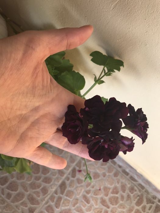 Сакъзчета резник