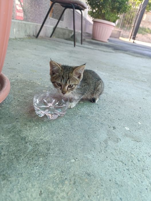 котёнки сдается в хорошие руки