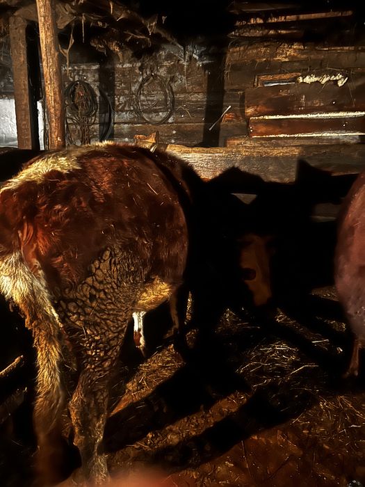 Кунажын сатыладв