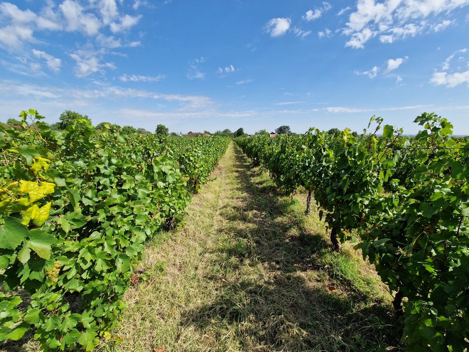 Struguri Chardonnay DOC Cotesti pentru vin de calitate Producator