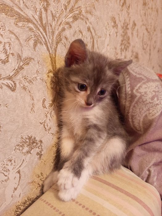 Примите в дар кошечку