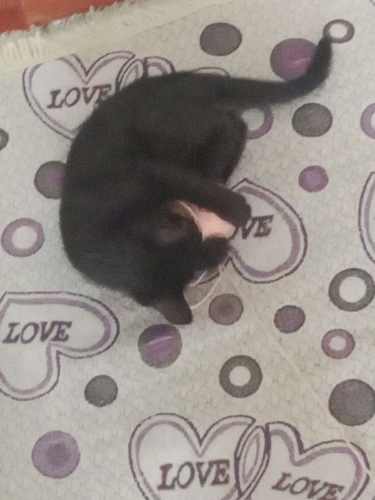 Котенок мальчик.