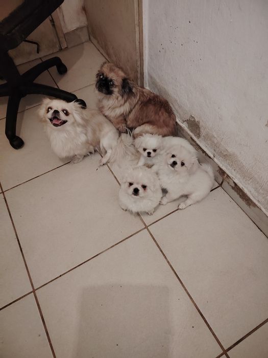 Пекинезчета бели на 60 дни