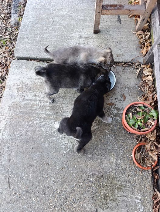 Щенки отдам даром