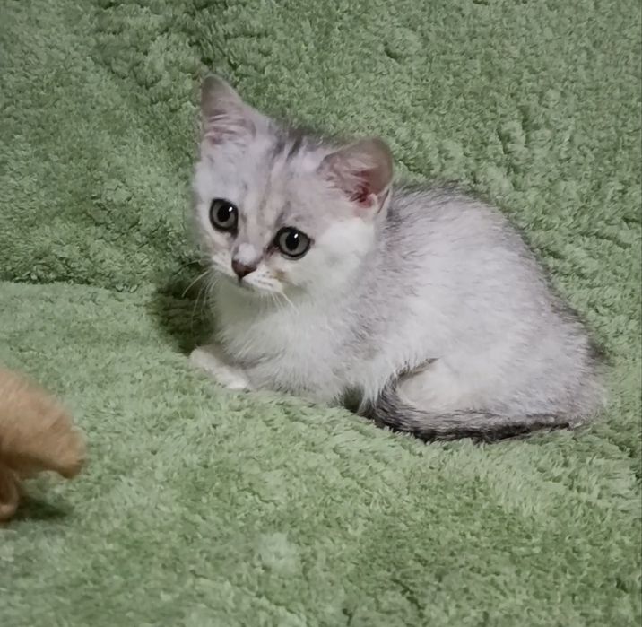 Малышка манчкин серебряная шиншилла